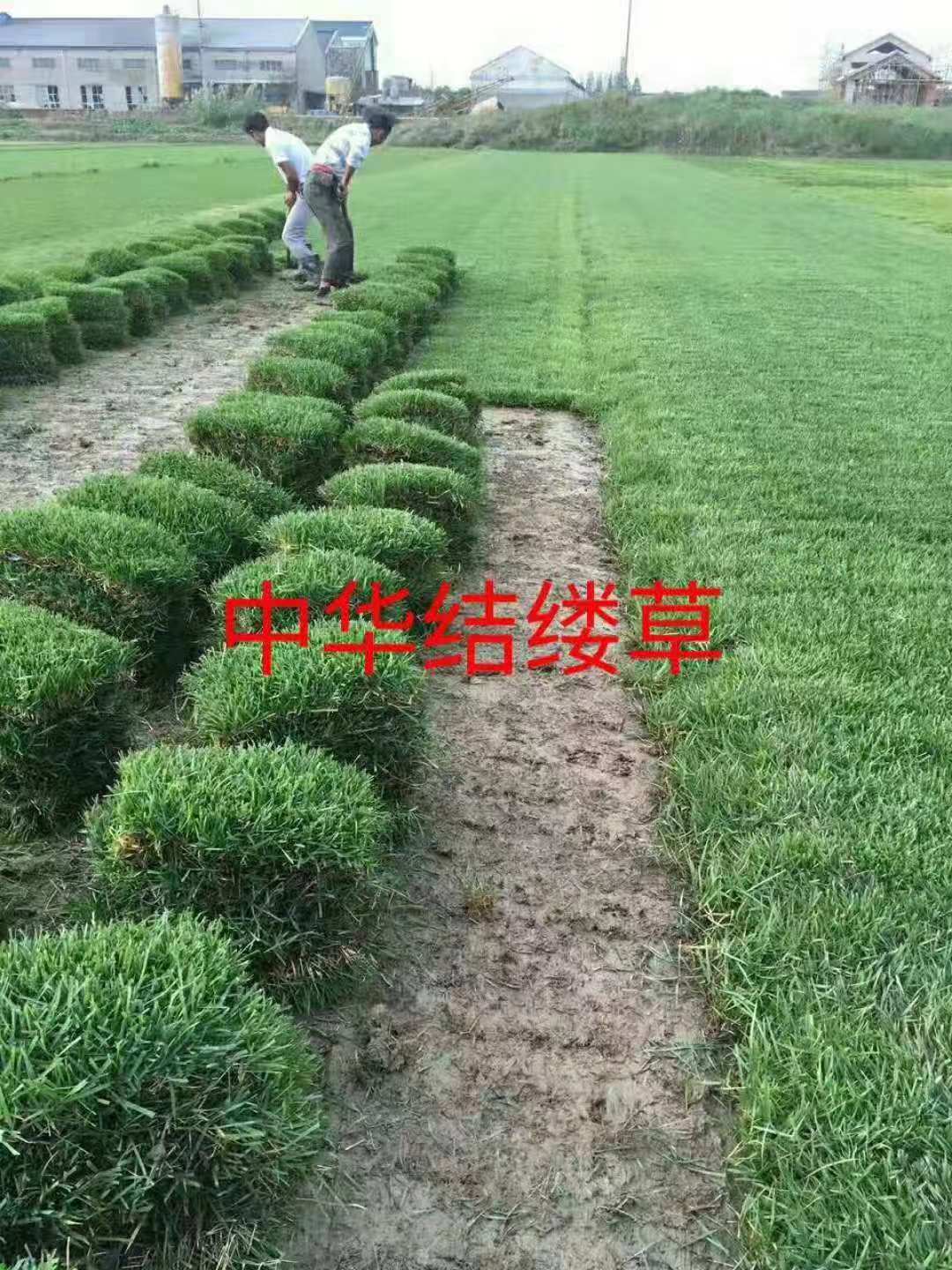 中华结缕草，中华结缕草批发，中华结缕草价格，山东中华结缕草图片