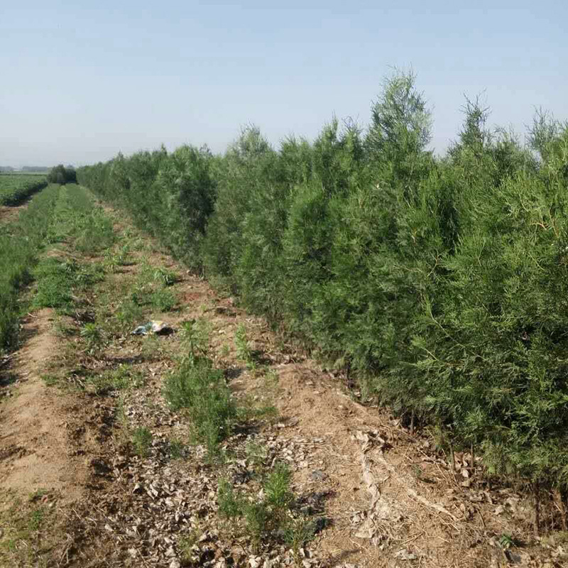 山东侧柏种植基地批发价格