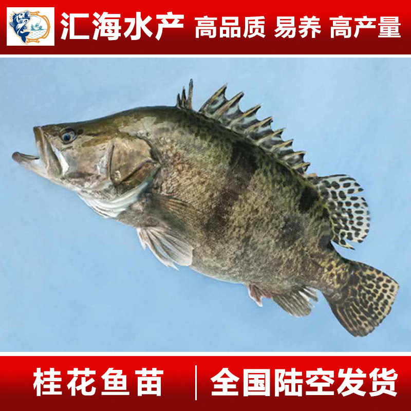 桂花魚苗 鱖魚苗 翹嘴鱖魚苗圖片