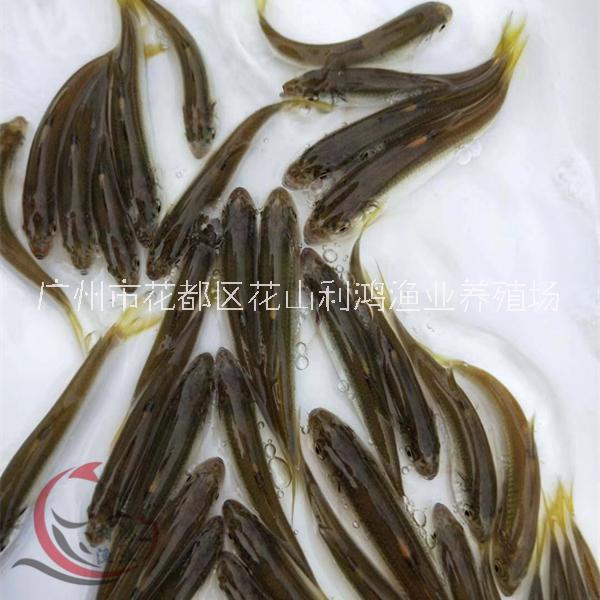桃花圖片/桃花樣板圖 (4)