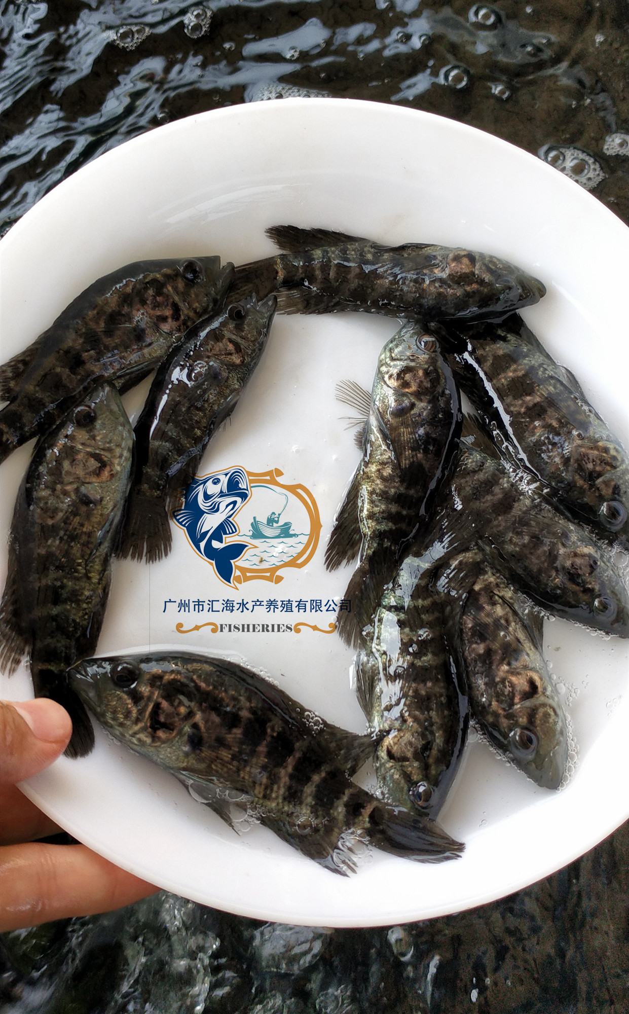 斑魚苗圖片/斑魚苗樣板圖 (2)