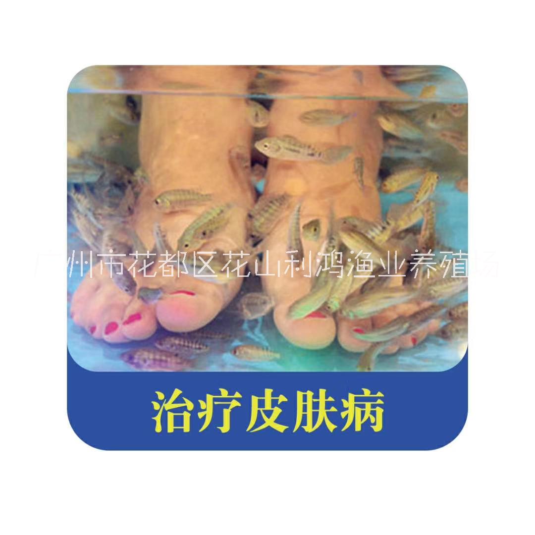 親親魚圖片/親親魚樣板圖 (4)