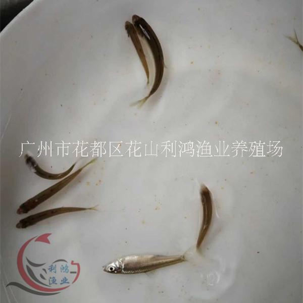 桃花圖片/桃花樣板圖 (2)