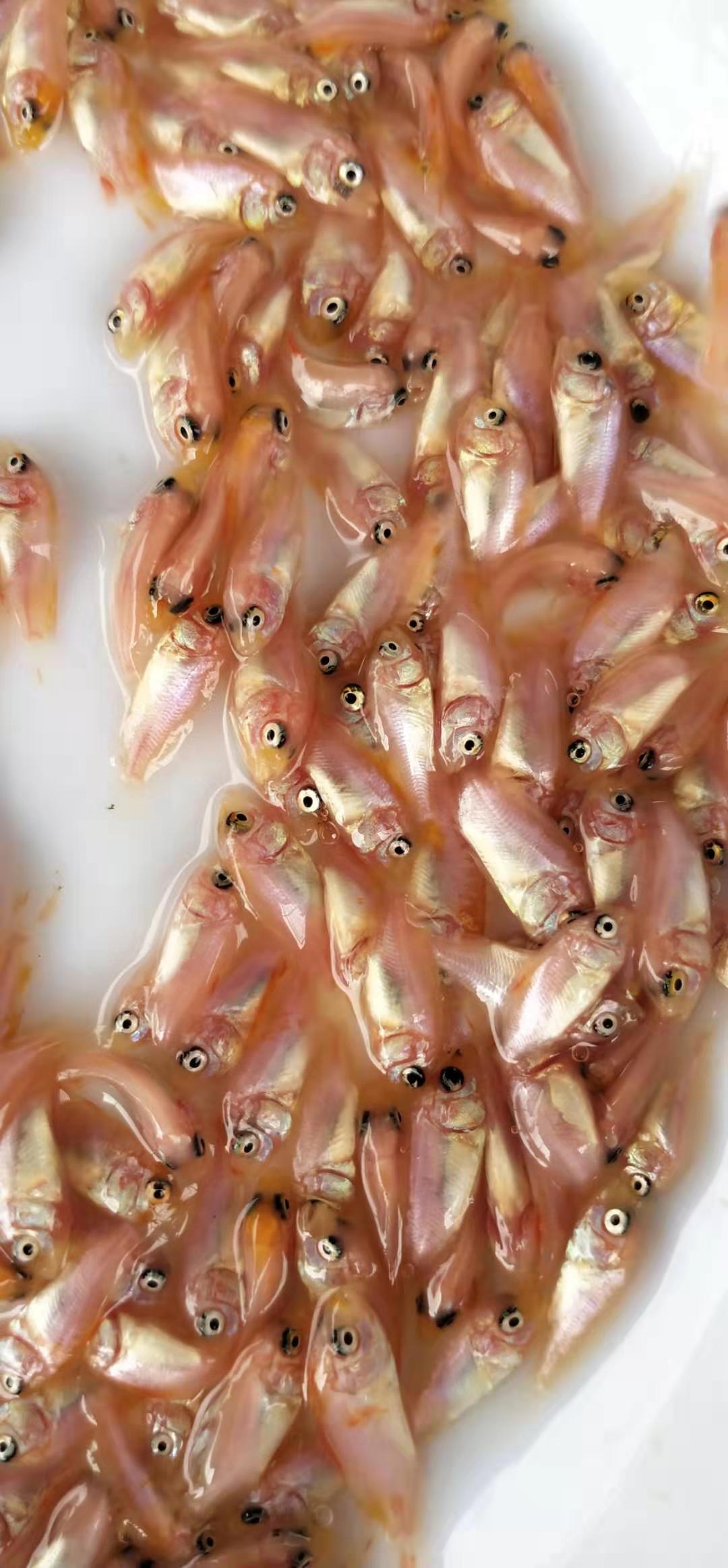 羅非魚苗圖片/羅非魚苗樣板圖 (3)