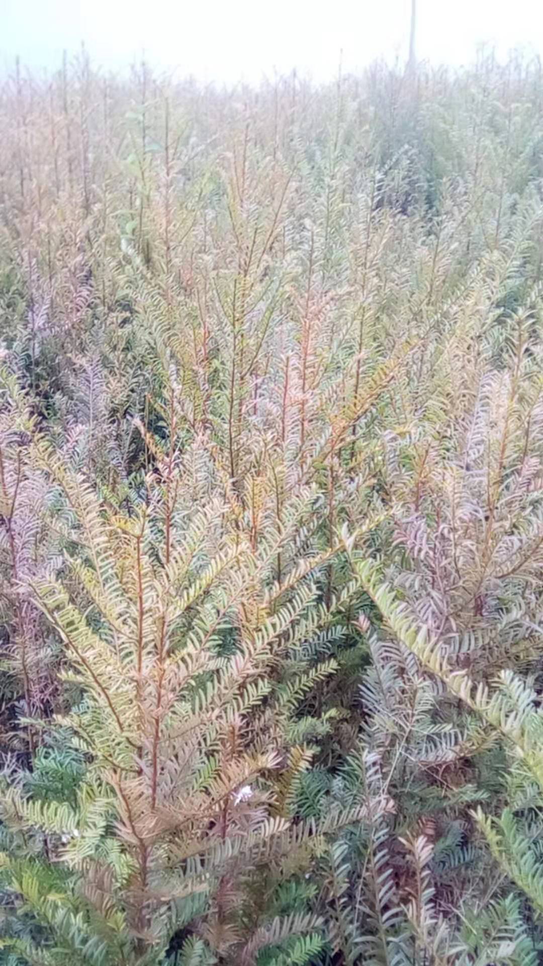 施恩红豆杉树苗种植基地_湖北红豆杉销售价格_红豆杉树苗多少钱一颗