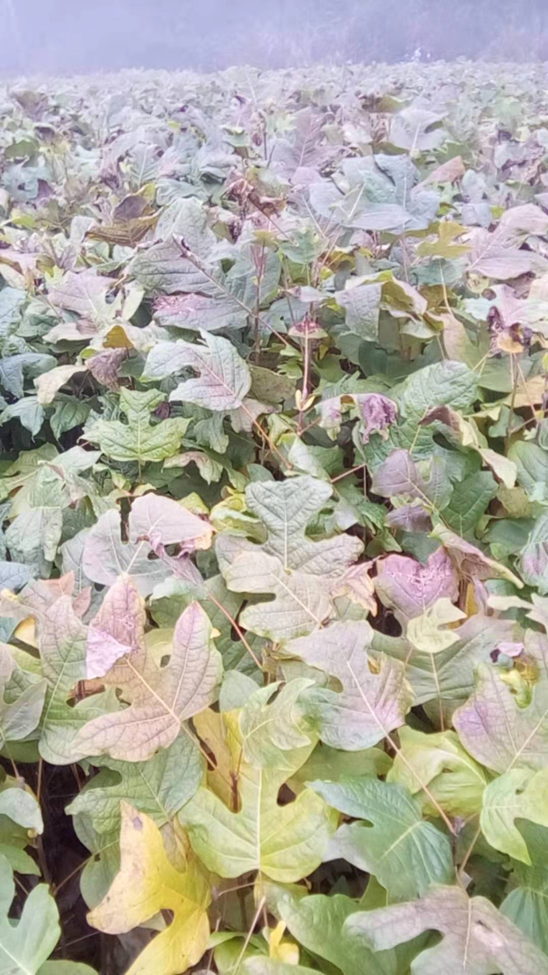 施恩馬褂木樹苗哪里有買_湖北馬褂木批發(fā)_馬褂木銷售