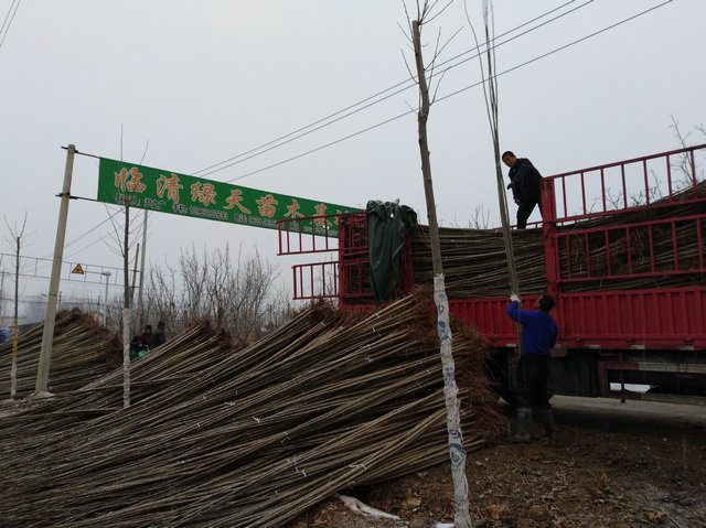 速生杨树苗，107速生杨树苗图片