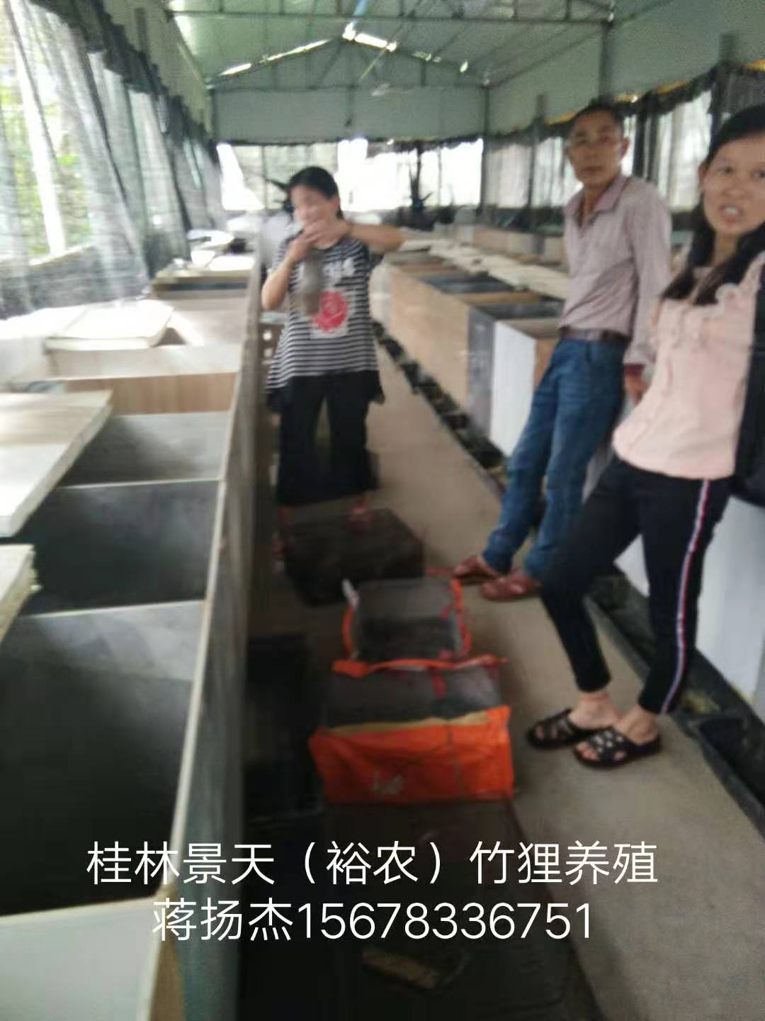 廣西人工竹鼠養(yǎng)殖圖片/廣西人工竹鼠養(yǎng)殖樣板圖 (1)