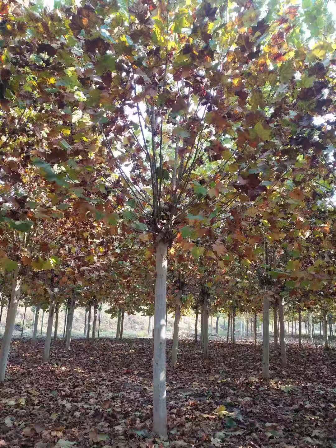 法国梧桐苗圃基地、批发价【济宁佳润园林绿化工程有限公司销售部】