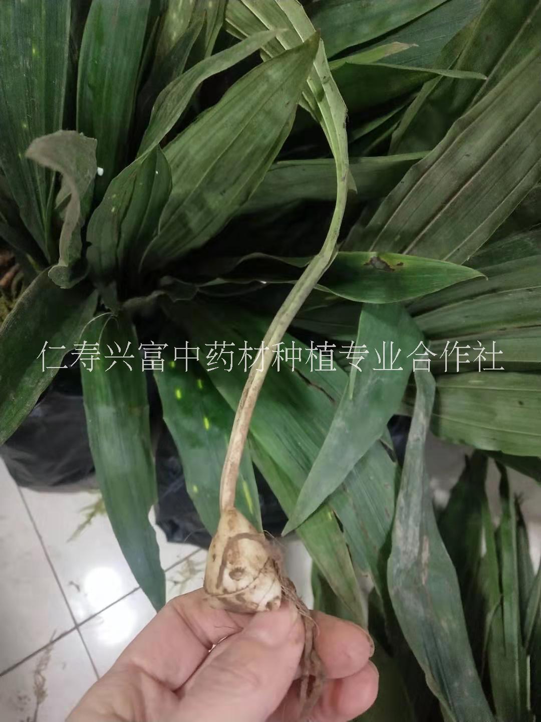 四川毛慈菇种苗 毛慈菇山慈菇种植 中药材冰球子种苗出售 四川山慈菇种苗山慈菇基地批发  四川毛慈菇种苗 毛慈菇苗基地批发图片