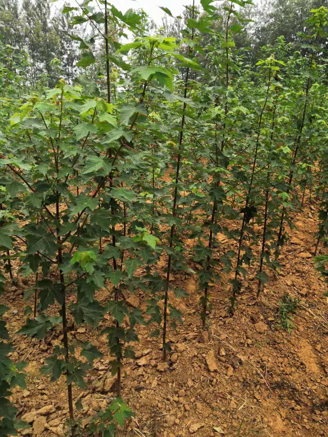 山东郯城红枫种植基地出售电话报价图片