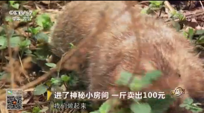 湖南優(yōu)質(zhì)商品竹鼠銷(xiāo)售批發(fā)圖片/湖南優(yōu)質(zhì)商品竹鼠銷(xiāo)售批發(fā)樣板圖 (3)