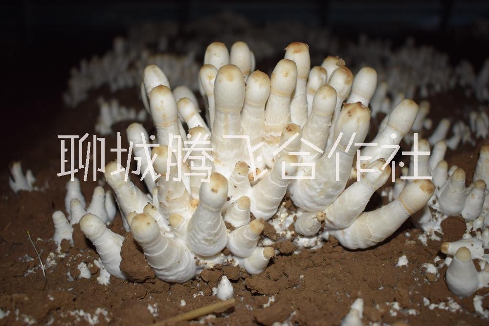 鸡腿菇菌种常年供应自有食用菌基地质量优秀价格合理图片