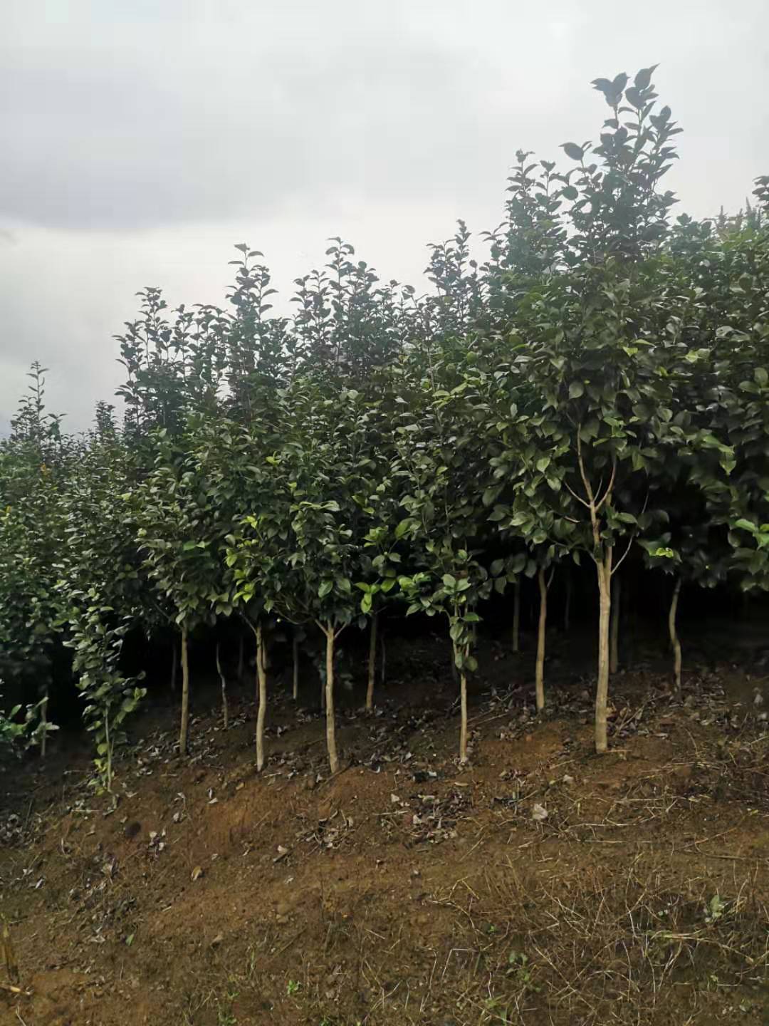 宜宾市贵州茶花树种植基地厂家贵州茶花树种植基地-多少钱-哪里有-供应商-基地-报价