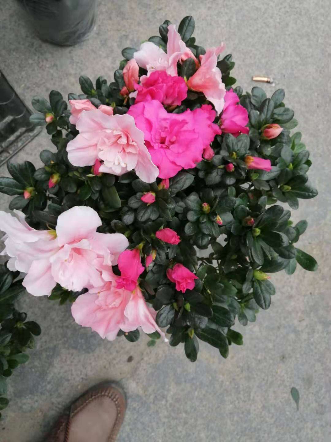 龍巖批發(fā)盆裝茶花基地_一盆需要多少錢圖片