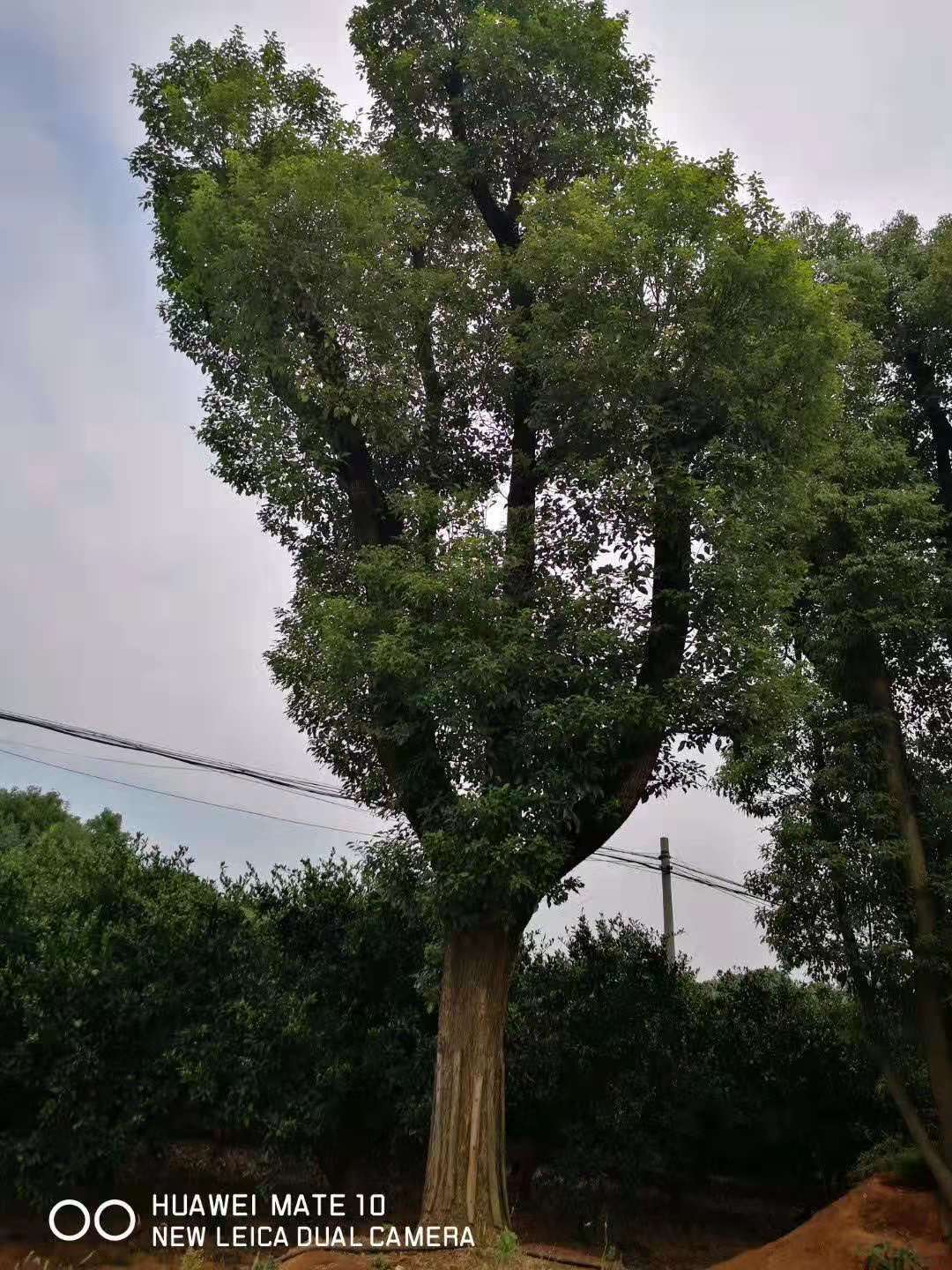 长沙市香樟种植基地_香樟价格_香樟批发价格