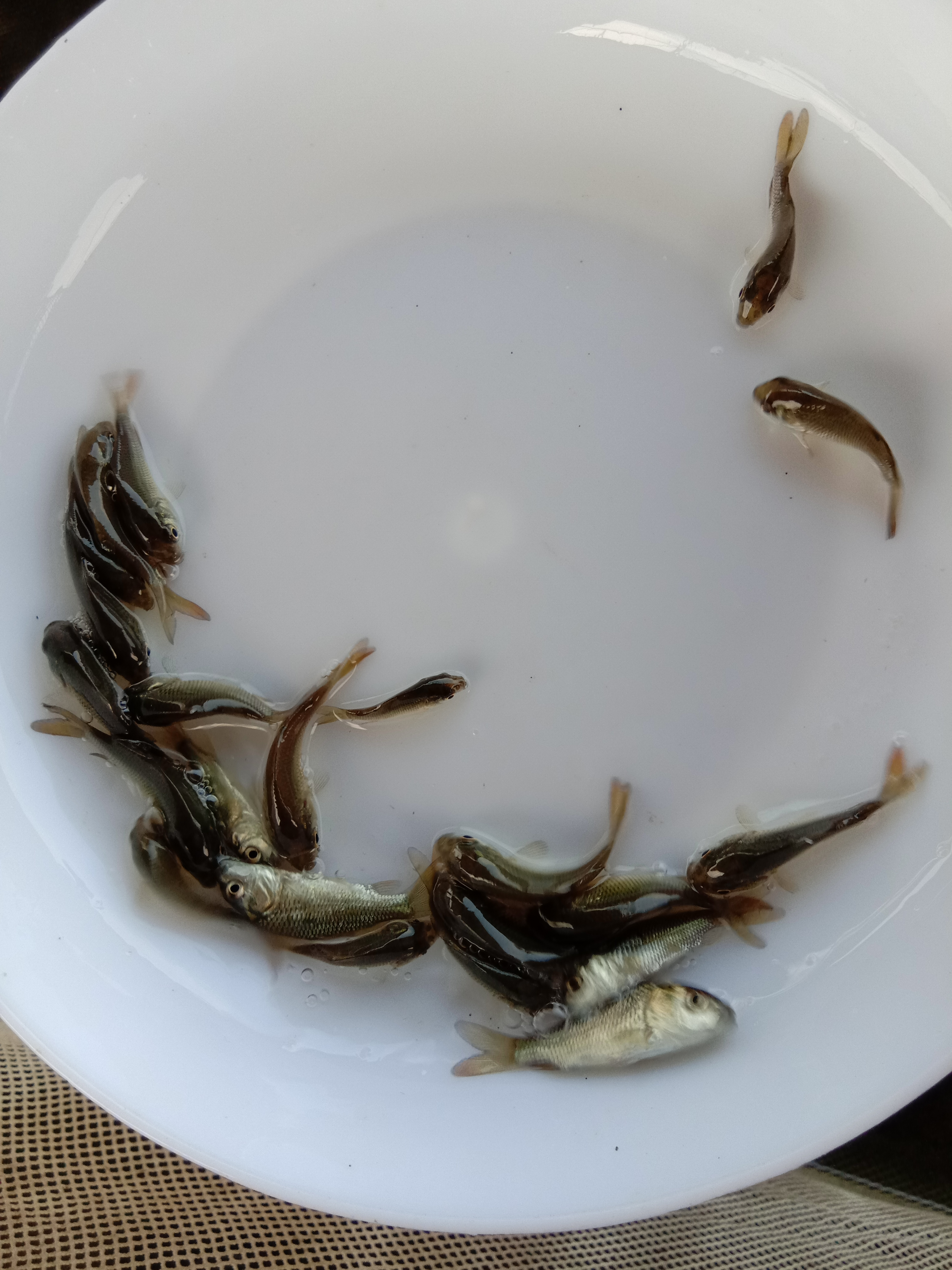 鯉魚(yú)魚(yú)苗圖片