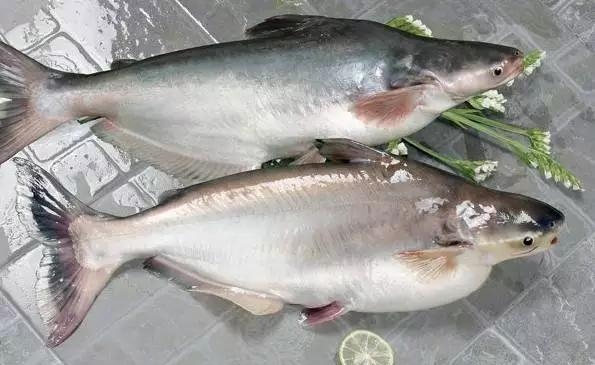 巴沙魚圖片/巴沙魚樣板圖 (4)