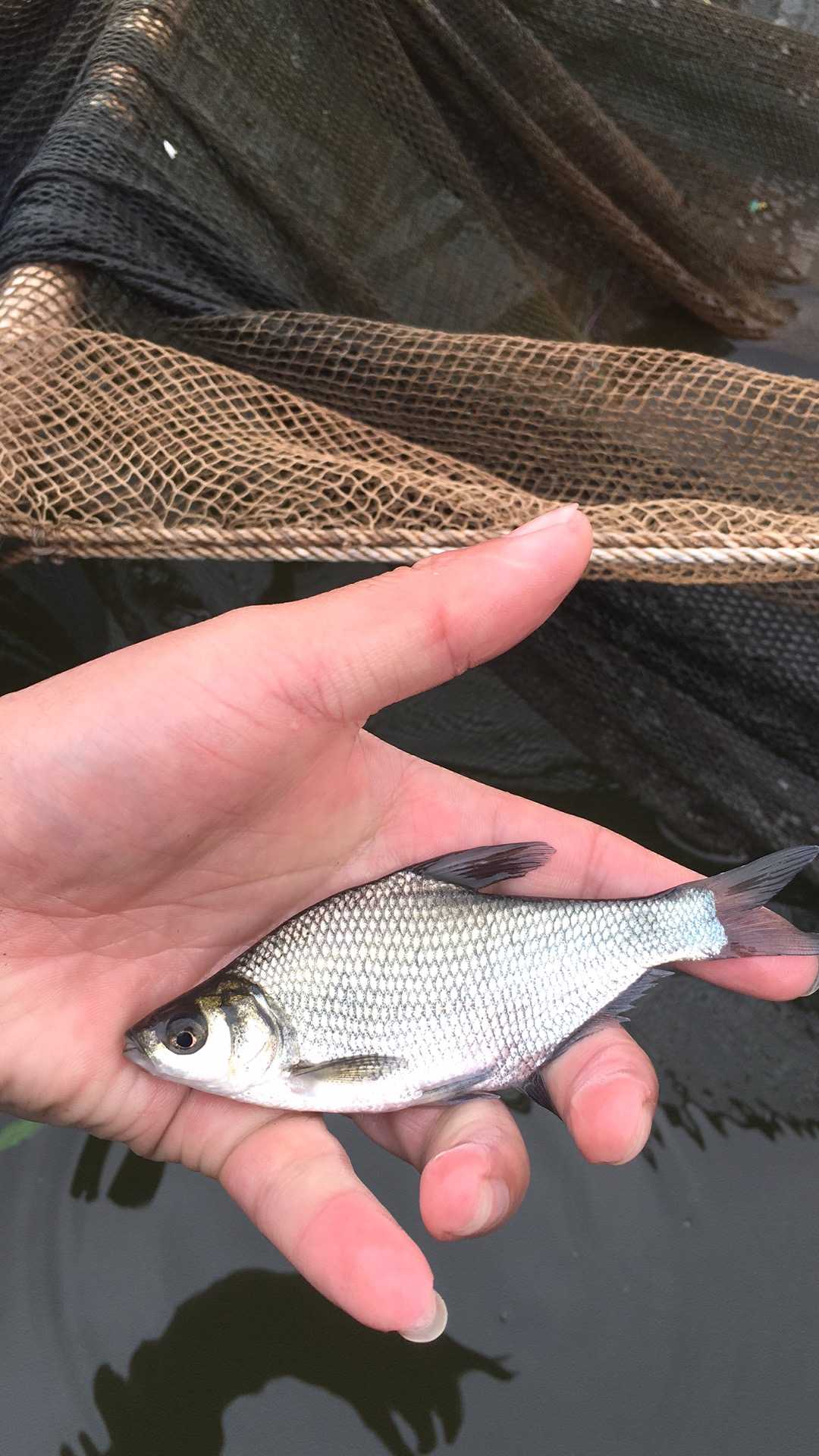 魚(yú)苗圖片/魚(yú)苗樣板圖 (4)