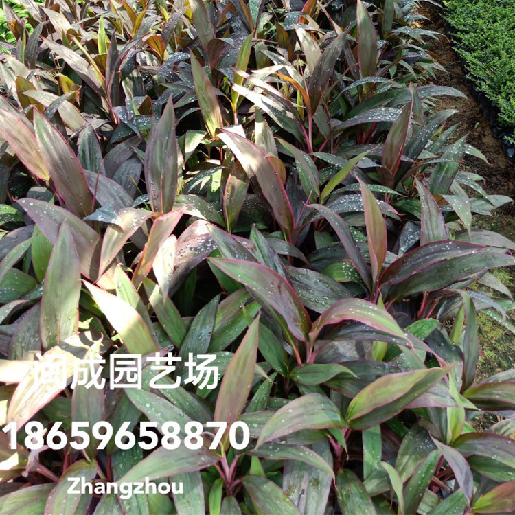 紅葉圖片/紅葉樣板圖 (2)