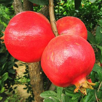 泰安市優(yōu)質(zhì)大紅袍石榴苗出售-批發(fā)-基地-供應(yīng)商-價格