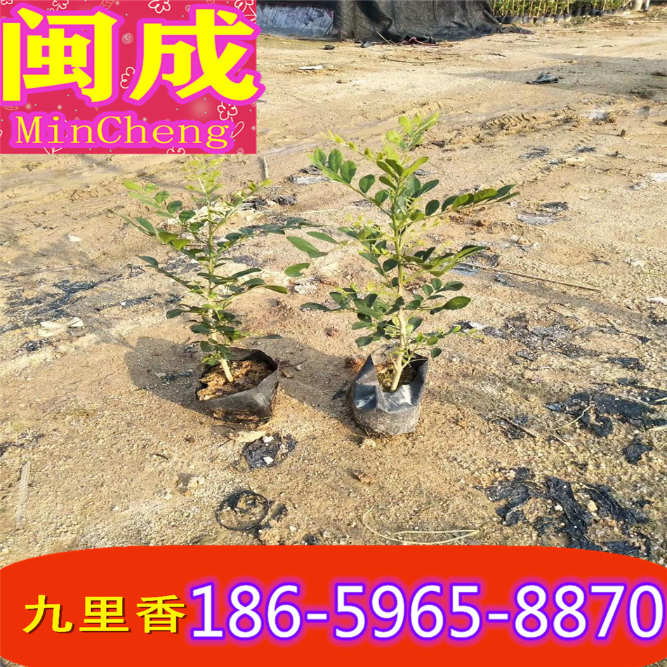 香袋圖片/香袋樣板圖 (2)