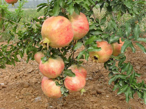 秋艷石榴苗圖片