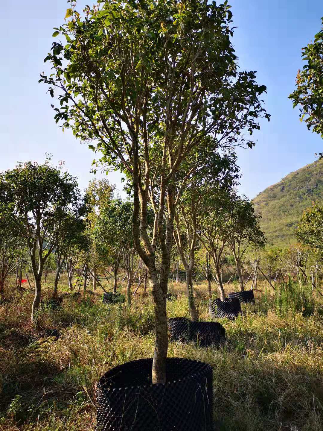 广西桂花树定根苗种植、批发、价格、直销商【兴安县合意苗木基地】图片