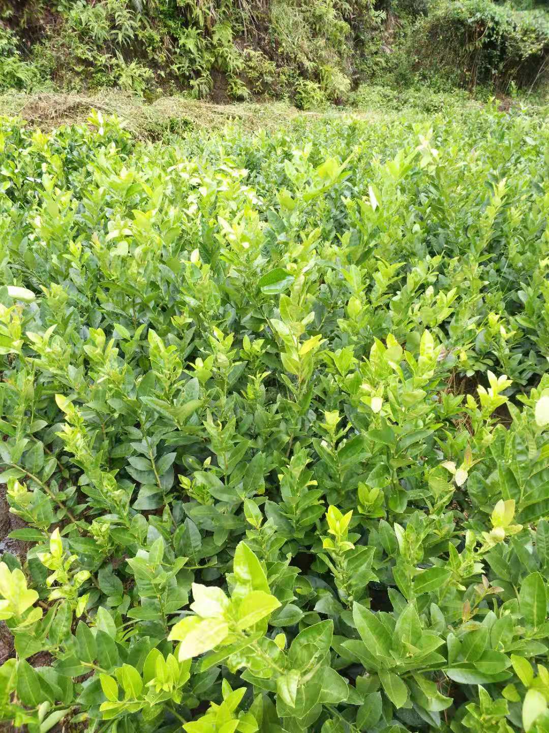 广西玉林无核香水柠檬苗基地_广西玉林台湾无核香水柠檬批发_广西台湾无核香水柠檬价格-种植批发【广西容县天香果苗场】图片