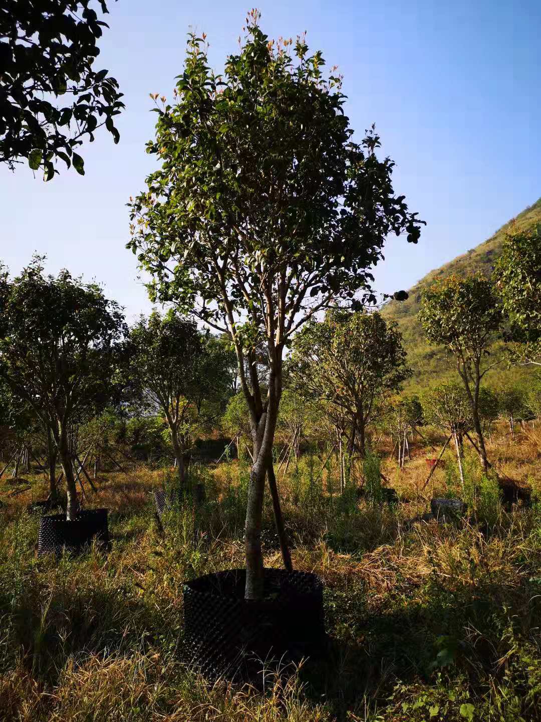 湖南桂花树移植苗种植、批发、价格、直销商【兴安县合意苗木基地】图片