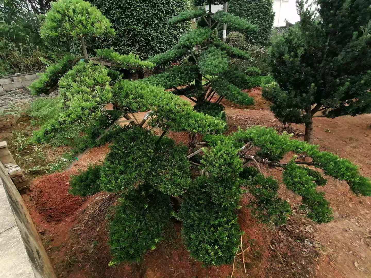 造型羅漢松圖片/造型羅漢松樣板圖 (3)