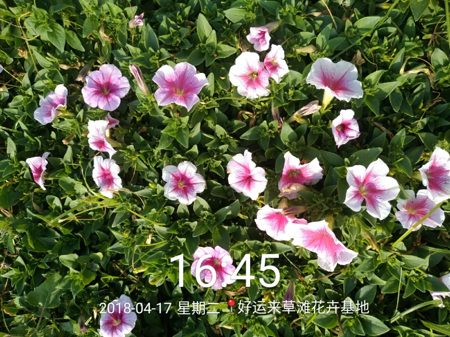 矮牽牛圖片/矮牽牛樣板圖 (2)