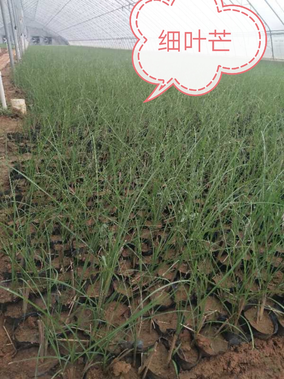 陜西西安細(xì)葉芒草種植基地直銷批發(fā)報(bào)價(jià)價(jià)格咨詢