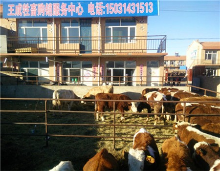 西門塔爾牛犢價格物美價廉圖片/西門塔爾牛犢價格物美價廉樣板圖 (3)