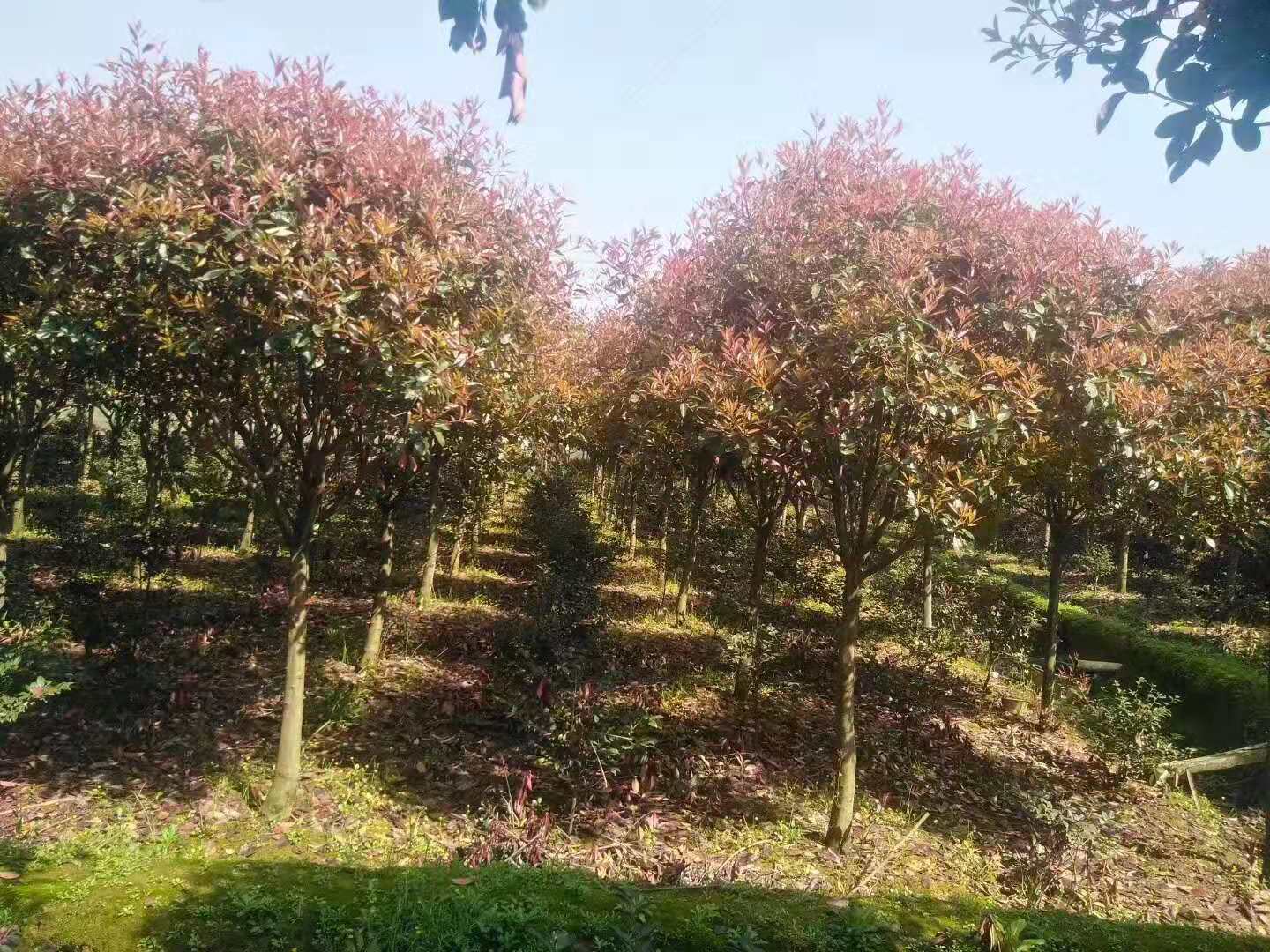 紅葉石楠圖片/紅葉石楠樣板圖 (3)