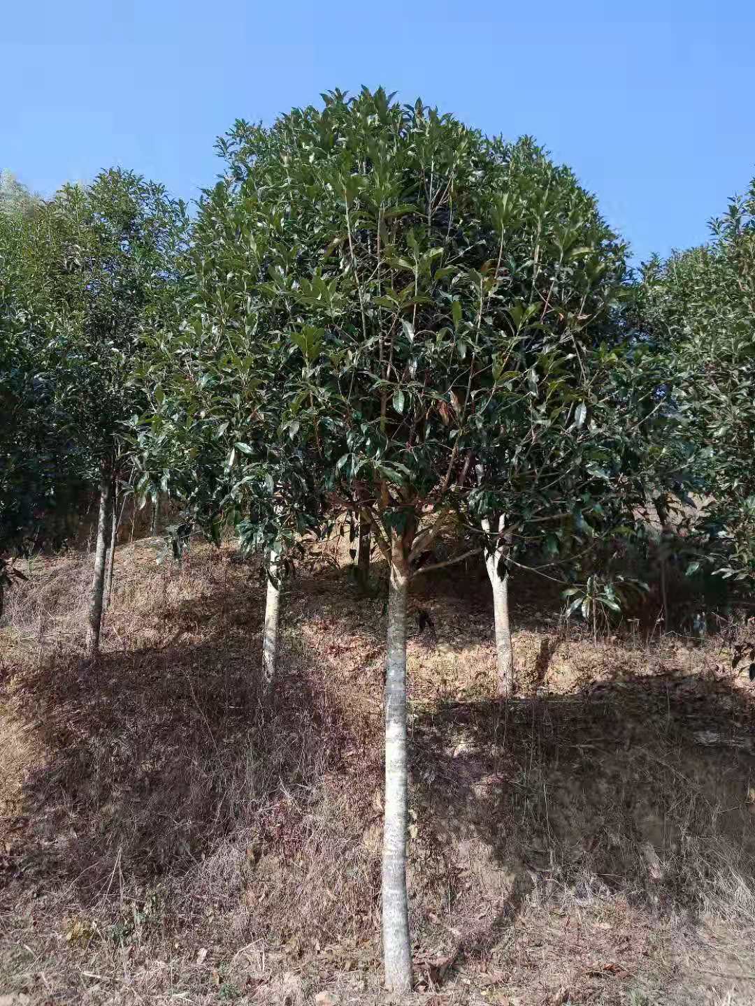 福建南平各种树苗基地_湖南各种树苗批发_湖南各种树苗价格-种植批发【福建省浦城县育林绿化苗木基地】