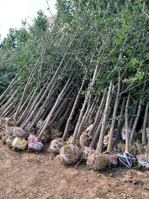 江蘇邳州3-80公分銀杏實(shí)生樹(shù)圖片/江蘇邳州3-80公分銀杏實(shí)生樹(shù)樣板圖 (4)