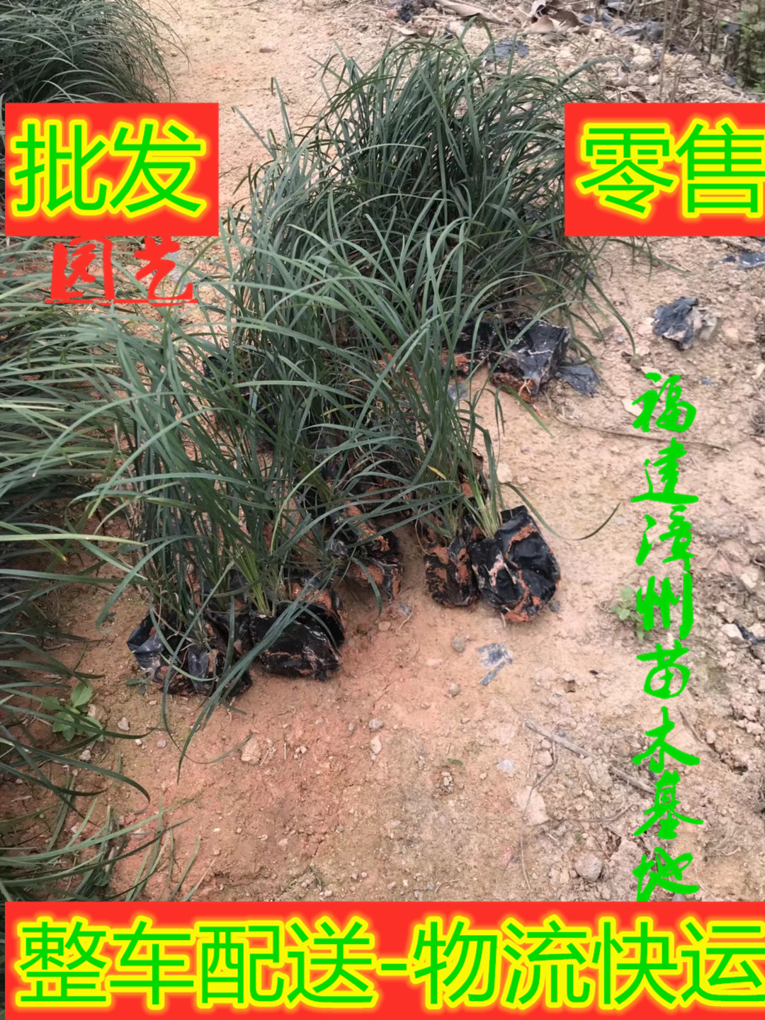 麥冬草圖片/麥冬草樣板圖 (1)