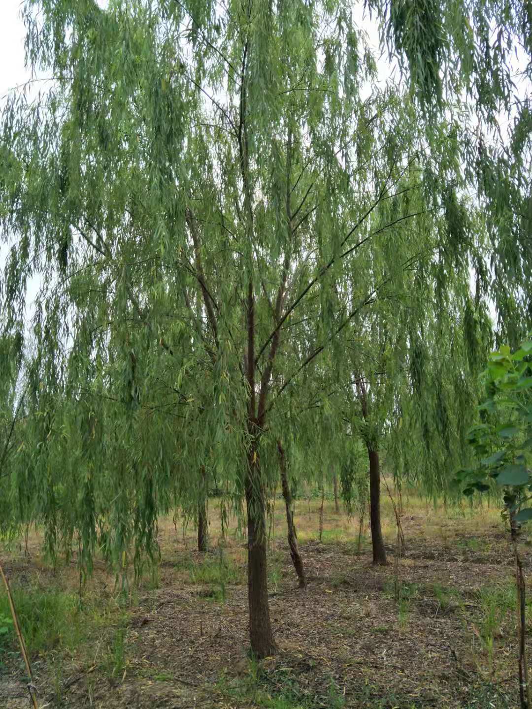 青皮垂柳圖片/青皮垂柳樣板圖 (3)