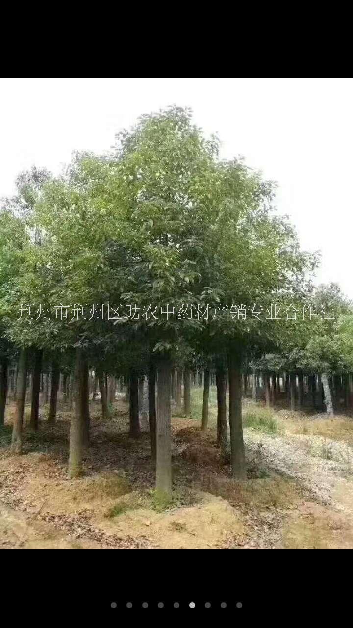 湖南截干發(fā)帽香樟批發(fā)價圖片/湖南截干發(fā)帽香樟批發(fā)價樣板圖 (4)