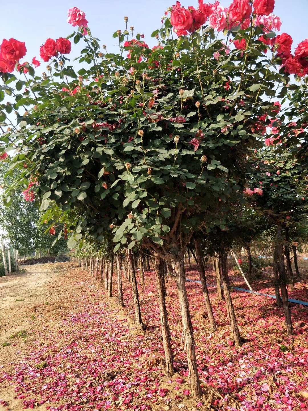 河南月季小苗报价，种植基地，批发，供货商【南召县诚浩园林有限公司】图片