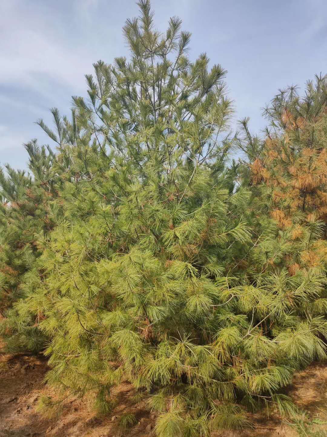 華山松圖片/華山松樣板圖 (1)