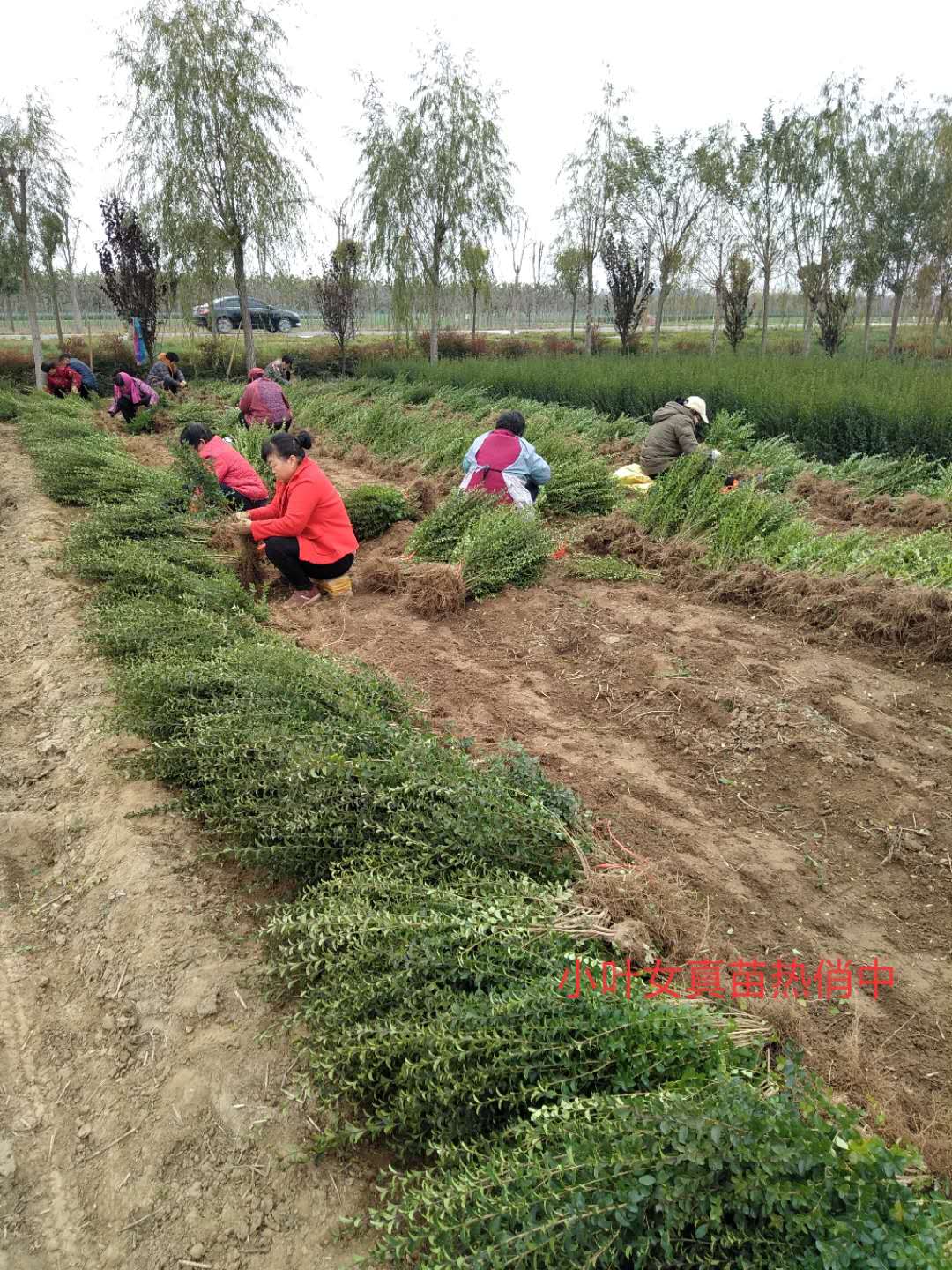 鄢陵小葉女貞大田地旺季苗，一年苗30--70公分高綠化*苗，大量批發(fā)