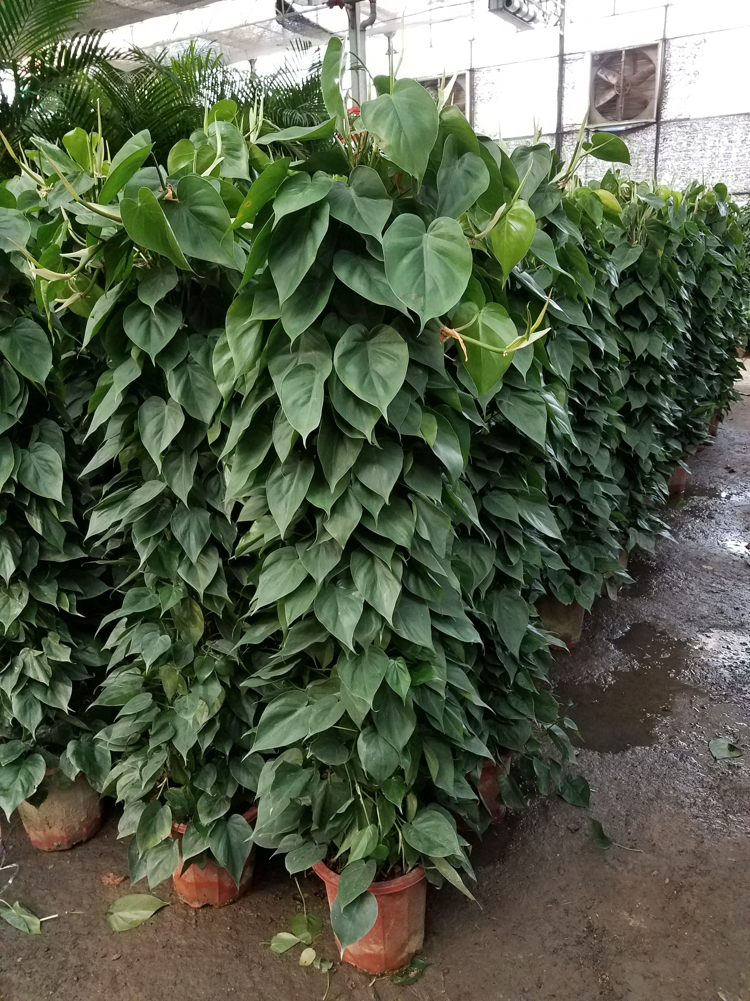 廣安門花卉市場、廣安門綠植租擺、廣安門花店 廣安門的花卉市場