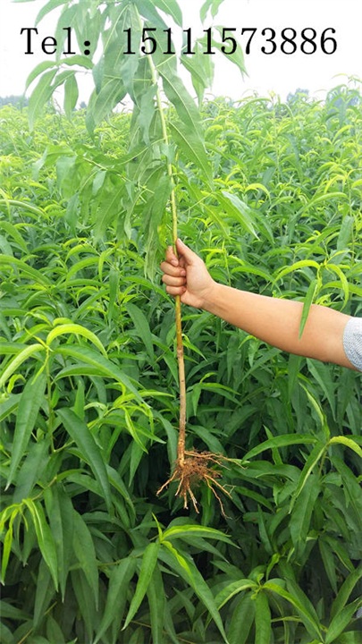 湖南桃树苗基地-【湖南桃树苗产地厂家批发直销种植价格】