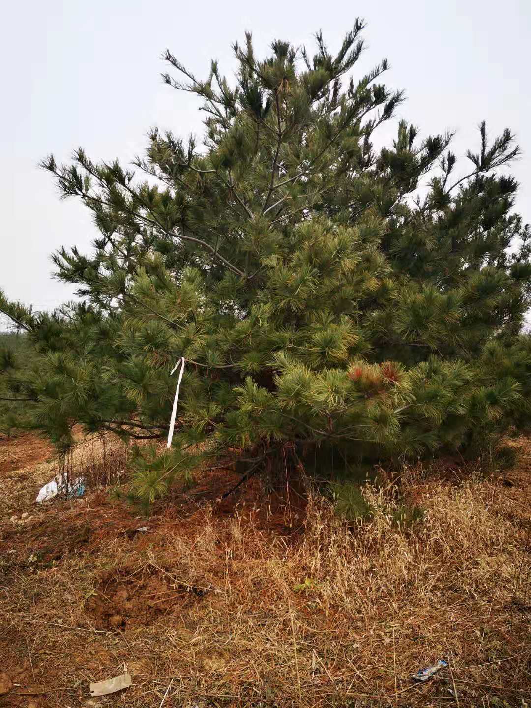 華山松一級樹圖片