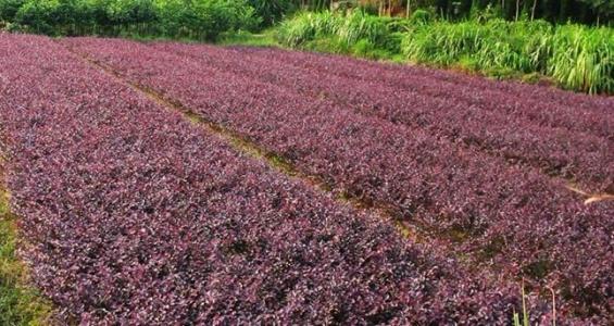 紅花繼木圖片/紅花繼木樣板圖 (4)