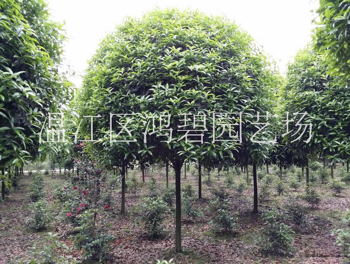 高桿桂花圖片/高桿桂花樣板圖 (2)