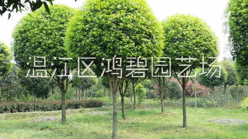 高杆桂花价格、批发、基地【温江区鸿碧园艺场】图片