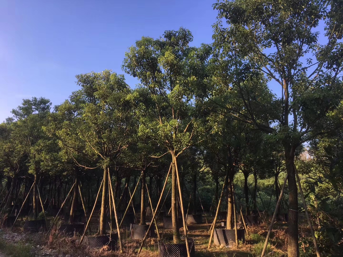 福建漳州香樟种植基地电话 香樟批发多少钱